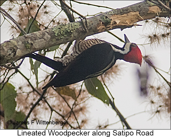 Lineated Woodpecker - © James F Wittenberger and Exotic Birding LLC