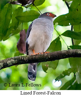 Lined Forest-Falcon - © Laura L Fellows and Exotic Birding LLC Lined Forest-Falcon - © Laura L Fellows and Exotic Birding LLC