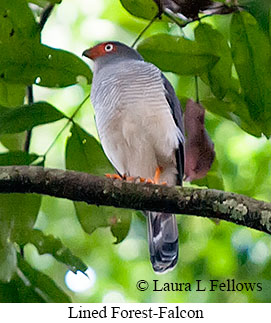 Lined Forest-Falcon - © Laura L Fellows and Exotic Birding LLC Lined Forest-Falcon - © Laura L Fellows and Exotic Birding LLC