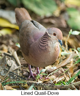 Lined Quail-Dove - © James F Wittenberger and Exotic Birding LLC Lined Quail-Dove - © James F Wittenberger and Exotic Birding LLC