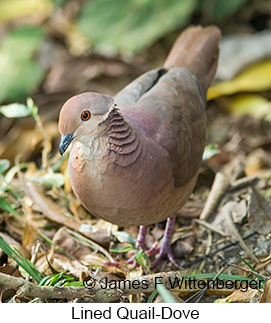 Lined Quail-Dove - © James F Wittenberger and Exotic Birding LLC