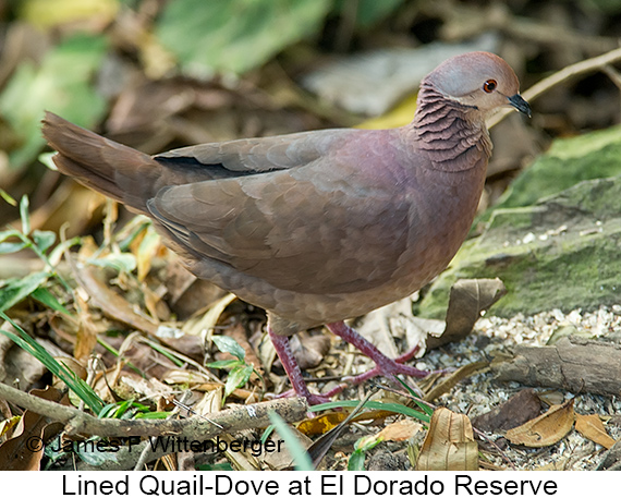 Lined Quail-Dove - © James F Wittenberger and Exotic Birding LLC