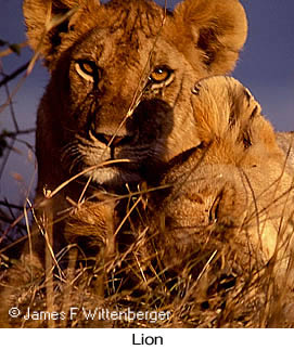 Lion - © James F Wittenberger and Exotic Birding Tours Lion - © James F Wittenberger and Exotic Birding Tours