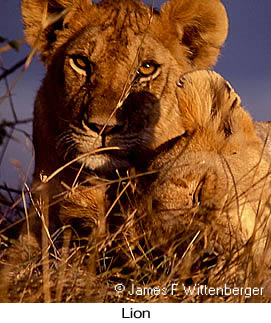 Lion - © James F Wittenberger and Exotic Birding LLC