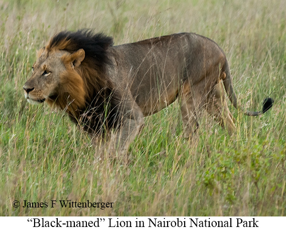 Lion - © James F Wittenberger and Exotic Birding LLC