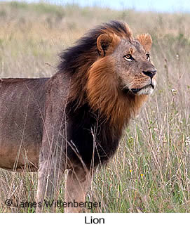 Lion - © James F Wittenberger and Exotic Birding Tours Lion - © James F Wittenberger and Exotic Birding Tours