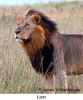 Lion - © James F Wittenberger and Exotic Birding LLC