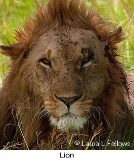 Lion - © Laura L Fellows and Exotic Birding Tours Lion - © Laura L Fellows and Exotic Birding Tours