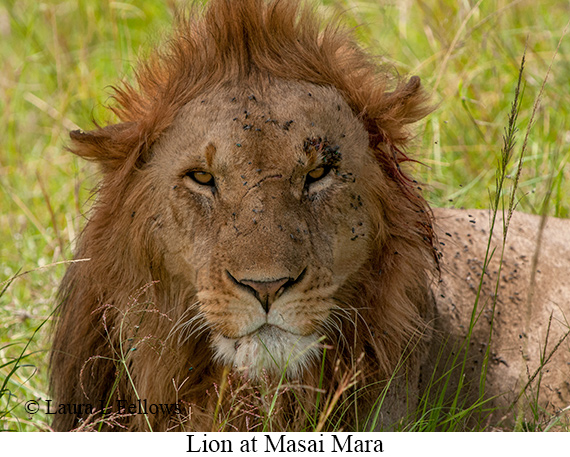 Lion - © Laura L Fellows and Exotic Birding LLC