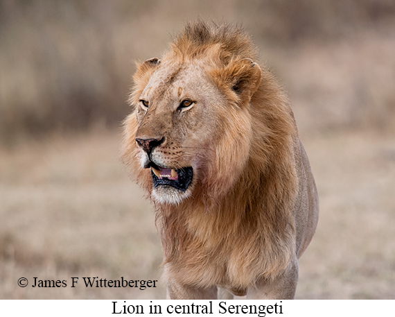 Lion - © James F Wittenberger and Exotic Birding LLC