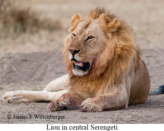 Lion - © James F Wittenberger and Exotic Birding LLC