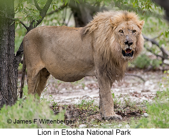 Lion - © James F Wittenberger and Exotic Birding LLC