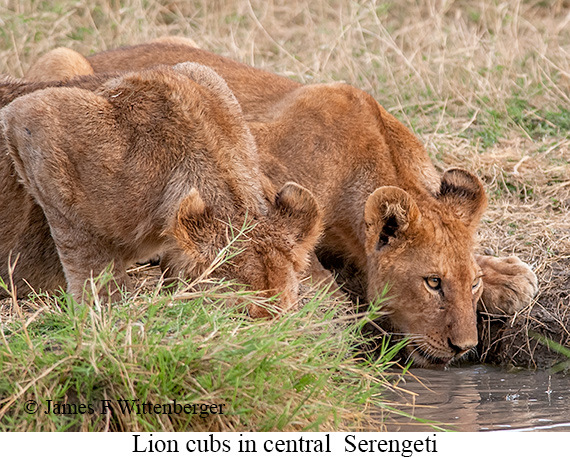 Lion - © James F Wittenberger and Exotic Birding LLC