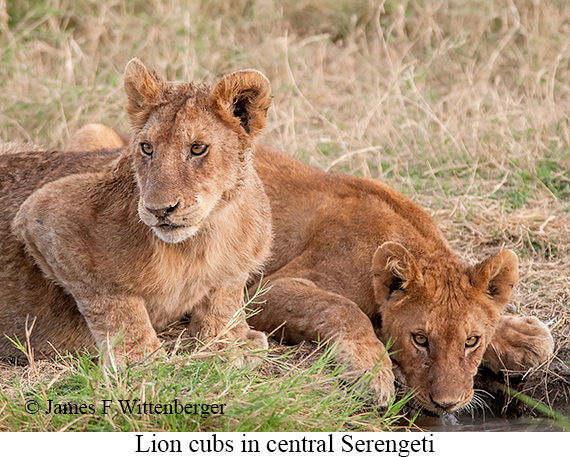 Lion - © James F Wittenberger and Exotic Birding LLC