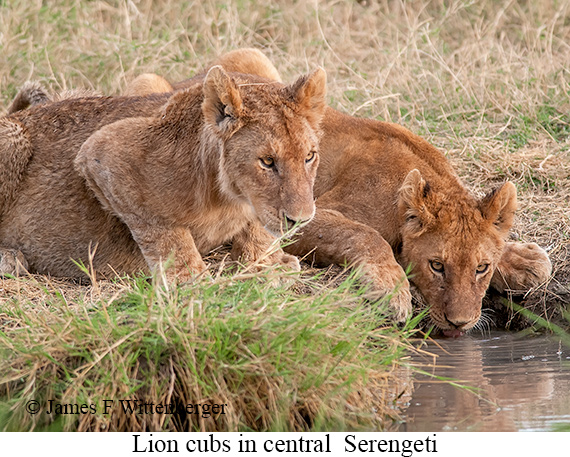 Lion - © James F Wittenberger and Exotic Birding LLC