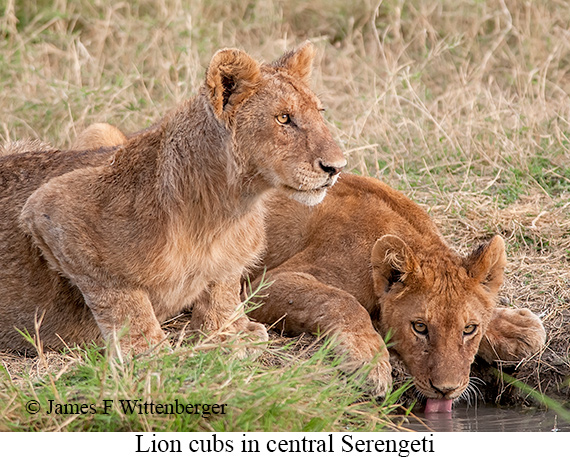 Lion - © James F Wittenberger and Exotic Birding LLC