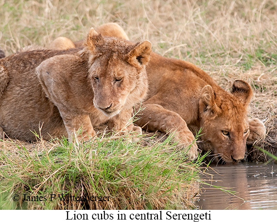 Lion - © James F Wittenberger and Exotic Birding LLC