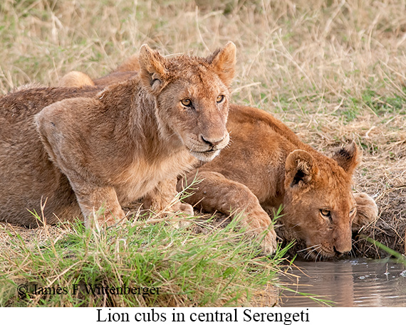 Lion - © James F Wittenberger and Exotic Birding LLC