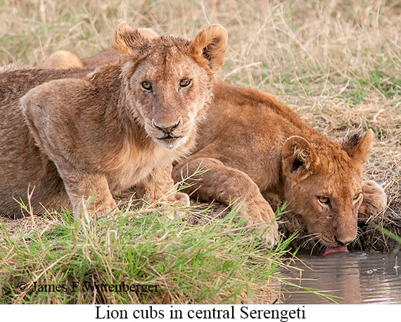 Lion - © James F Wittenberger and Exotic Birding LLC