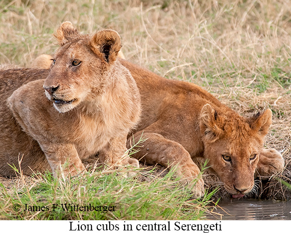 Lion - © James F Wittenberger and Exotic Birding LLC