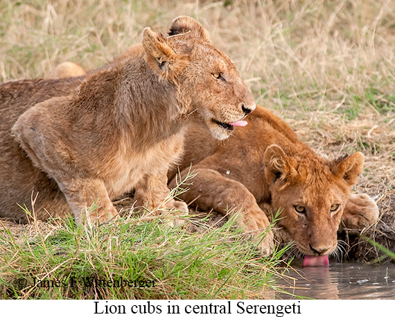 Lion - © James F Wittenberger and Exotic Birding LLC