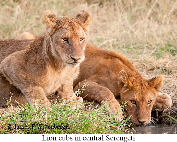 Lion - © James F Wittenberger and Exotic Birding LLC