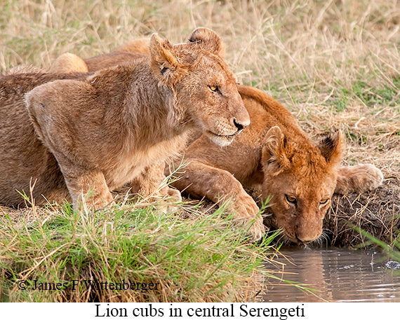 Lion - © James F Wittenberger and Exotic Birding LLC