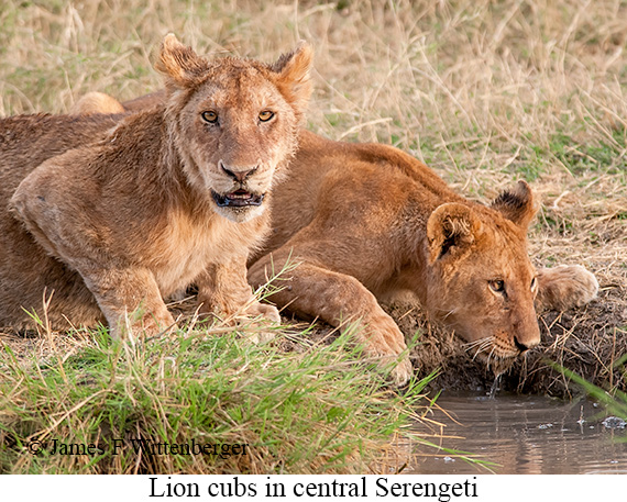 Lion - © James F Wittenberger and Exotic Birding LLC