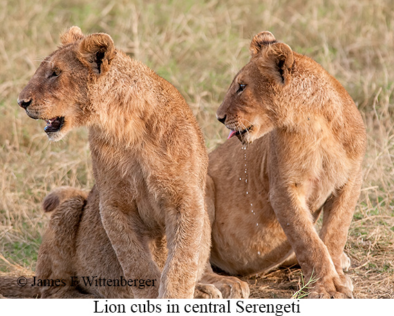 Lion - © James F Wittenberger and Exotic Birding LLC