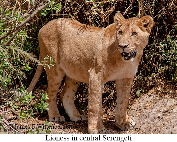 Lion - © James F Wittenberger and Exotic Birding LLC