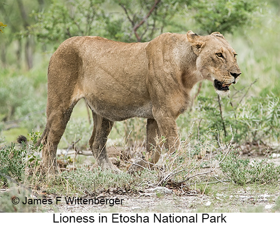 Lion - © James F Wittenberger and Exotic Birding LLC