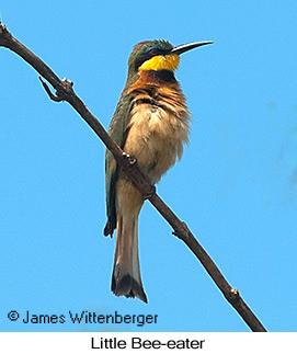 Little Bee-eater - © James F Wittenberger and Exotic Birding LLC Little Bee-eater - © James F Wittenberger and Exotic Birding LLC