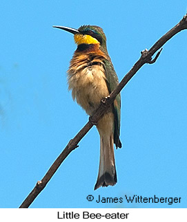 Little Bee-eater - © James F Wittenberger and Exotic Birding LLC