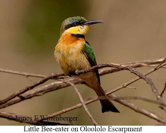 Little Bee-eater - © James F Wittenberger and Exotic Birding LLC