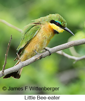 Little Bee-eater - &copy; James F Wittenberger and Exotic Birding LLC