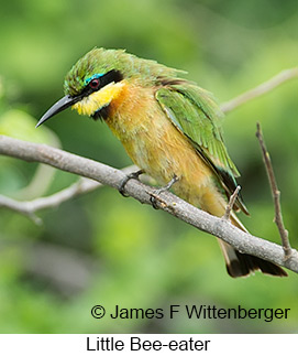Little Bee-eater - © James F Wittenberger and Exotic Birding LLC Little Bee-eater - © James F Wittenberger and Exotic Birding LLC