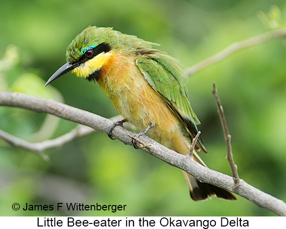 Little Bee-eater - © James F Wittenberger and Exotic Birding LLC