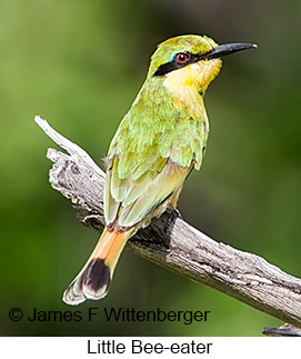 Little Bee-eater - © James F Wittenberger and Exotic Birding LLC