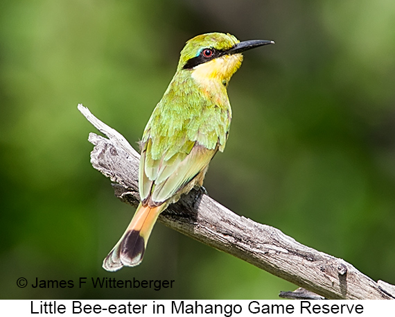 Little Bee-eater - © James F Wittenberger and Exotic Birding LLC