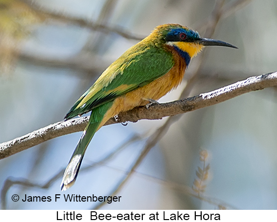 Little Bee-eater - © The Photographer and Exotic Birding LLC