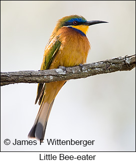 Little Bee-eater - © James F Wittenberger and Exotic Birding LLC Little Bee-eater - © James F Wittenberger and Exotic Birding LLC