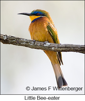 Little Bee-eater - © James F Wittenberger and Exotic Birding LLC