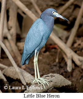 Little Blue Heron - © Laura L Fellows and Exotic Birding LLC