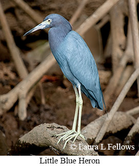 Little Blue Heron - © Laura L Fellows and Exotic Birding LLC