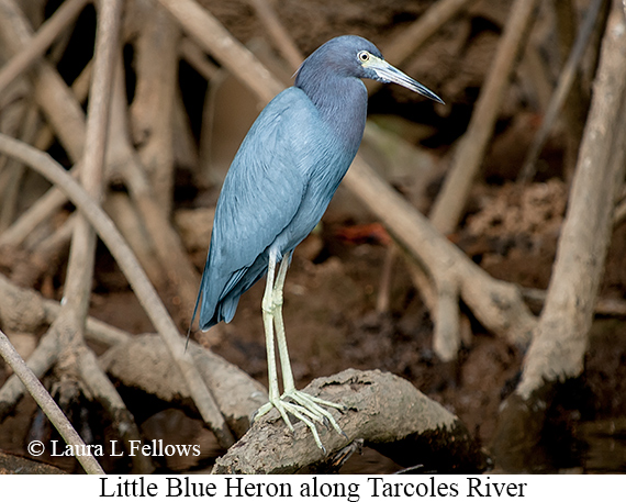 Little Blue Heron - © Laura L Fellows and Exotic Birding LLC