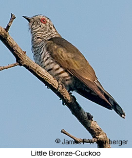 Little Bronze-Cuckoo - © James F Wittenberger and Exotic Birding LLC
