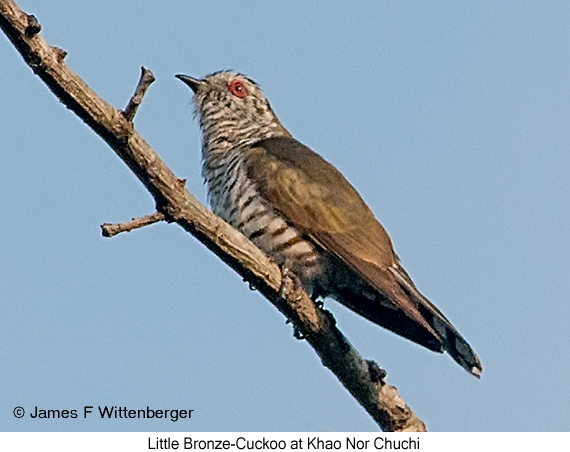 Little Bronze-Cuckoo - © James F Wittenberger and Exotic Birding LLC