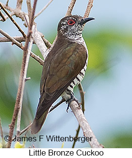 Little Bronze-Cuckoo - &copy; James F Wittenberger and Exotic Birding LLC