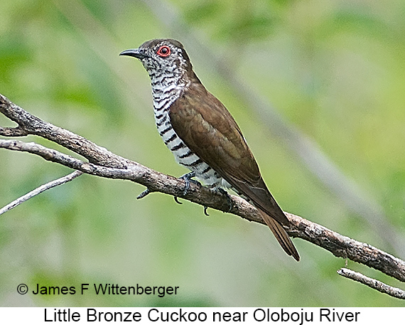 Little Bronze-Cuckoo - © James F Wittenberger and Exotic Birding LLC