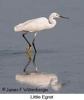 Little Egret - &copy; James F Wittenberger and Exotic Birding LLC